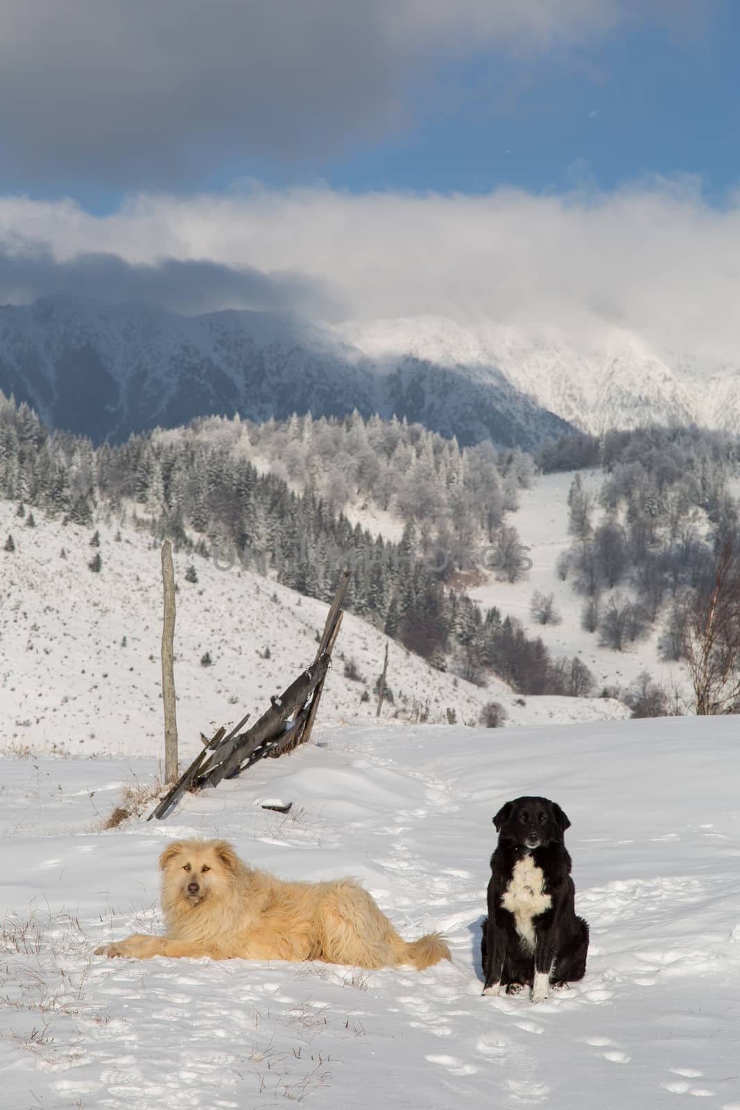 Two shepherd dogs in the mountains of Transylvania