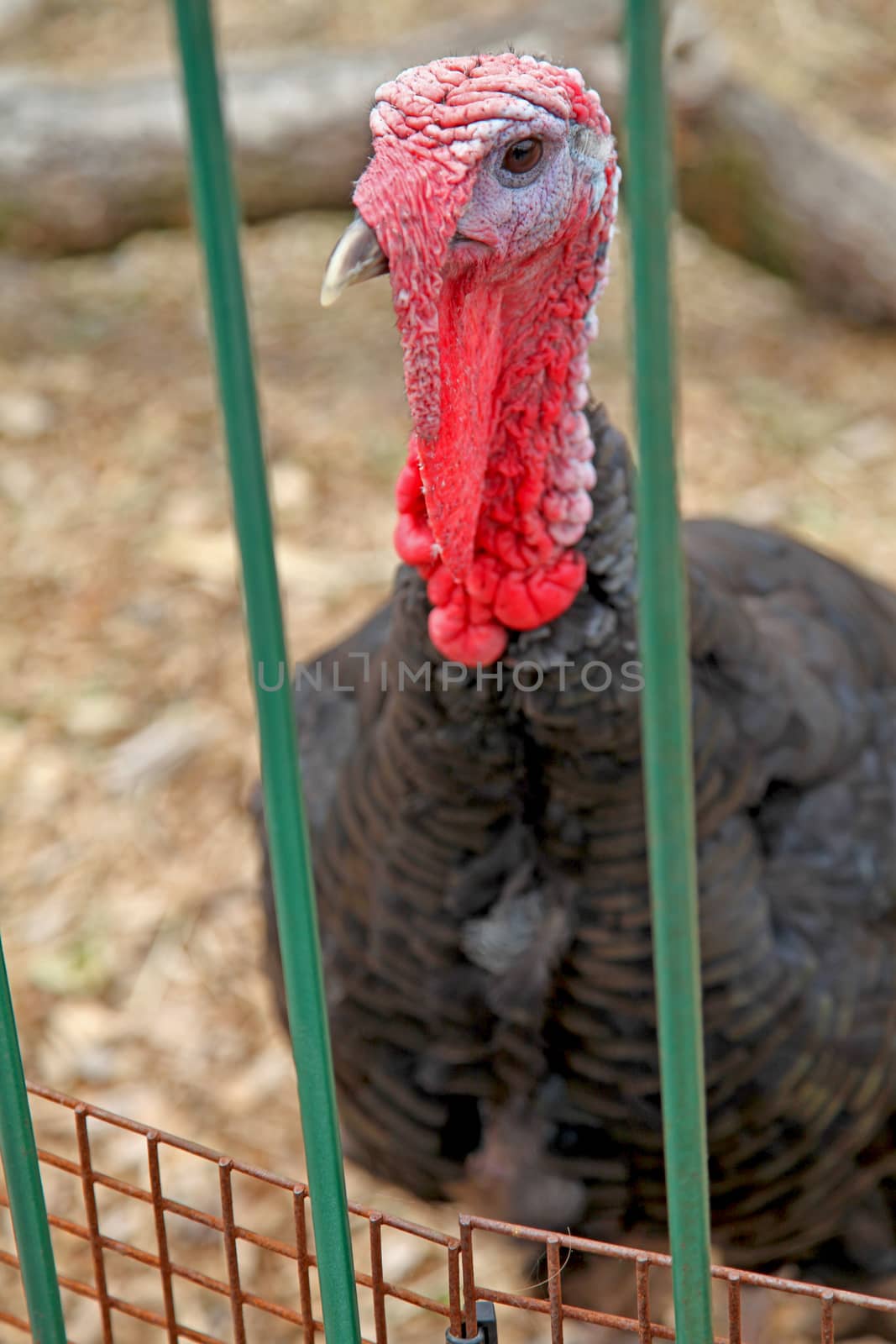 A bird, a turkey behind some bars