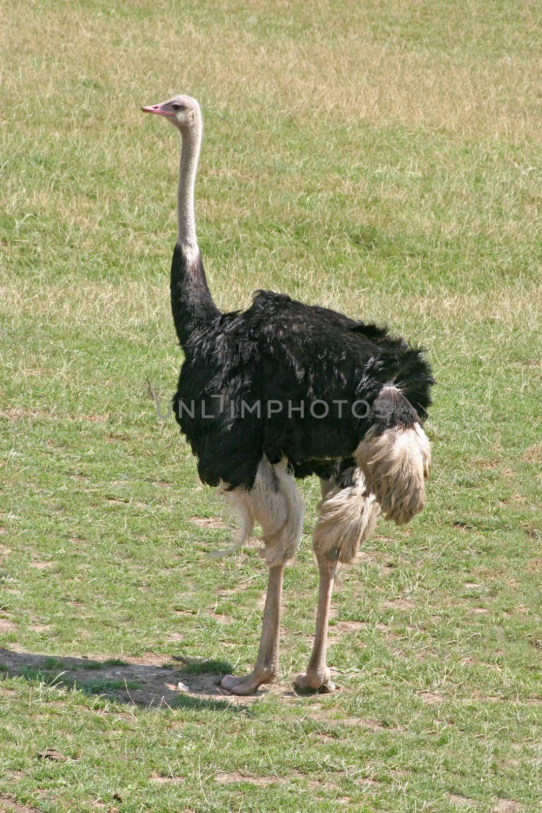 A bird, an ostrich standing on the grass