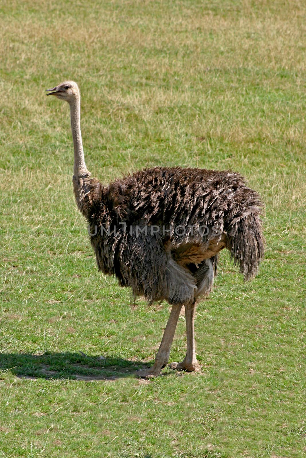 A bird, an ostrich standing on the grass