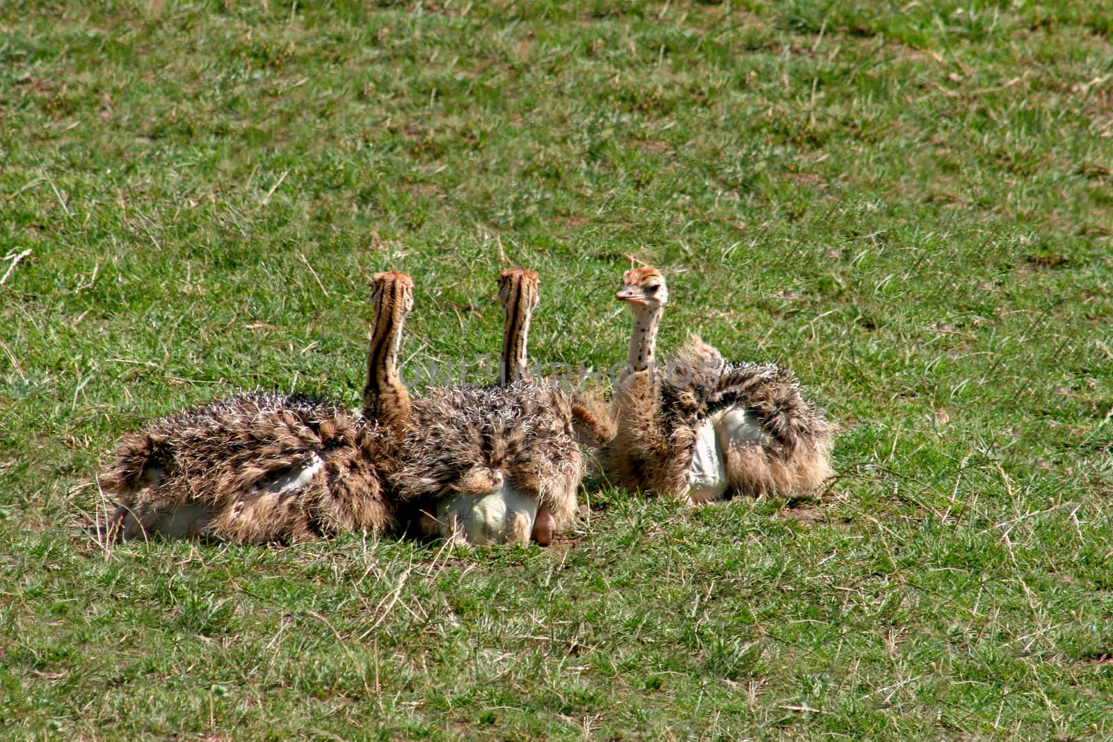 Three ostrich chicks sitting on the grass
