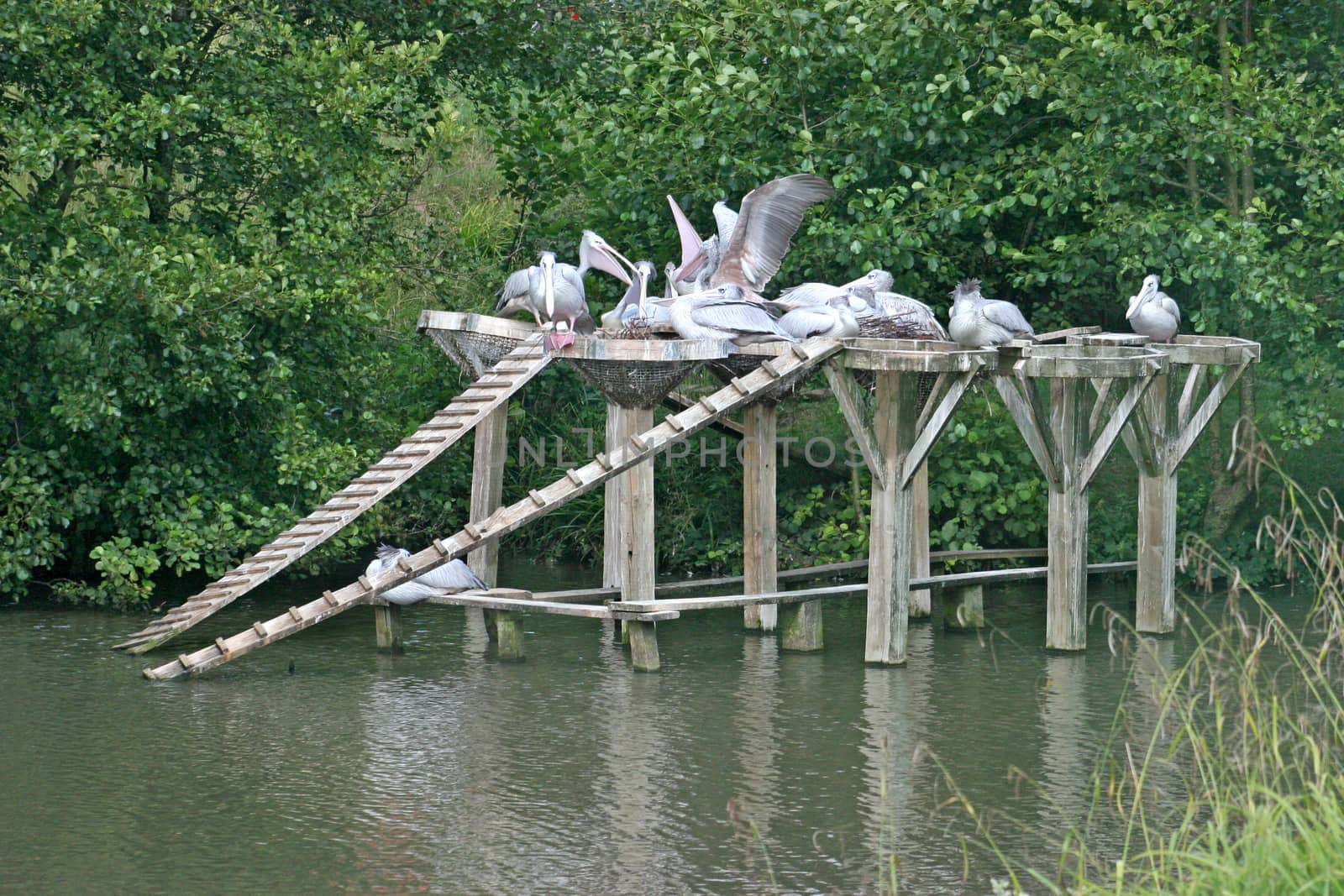 A group of pelicans sitting on a platform
