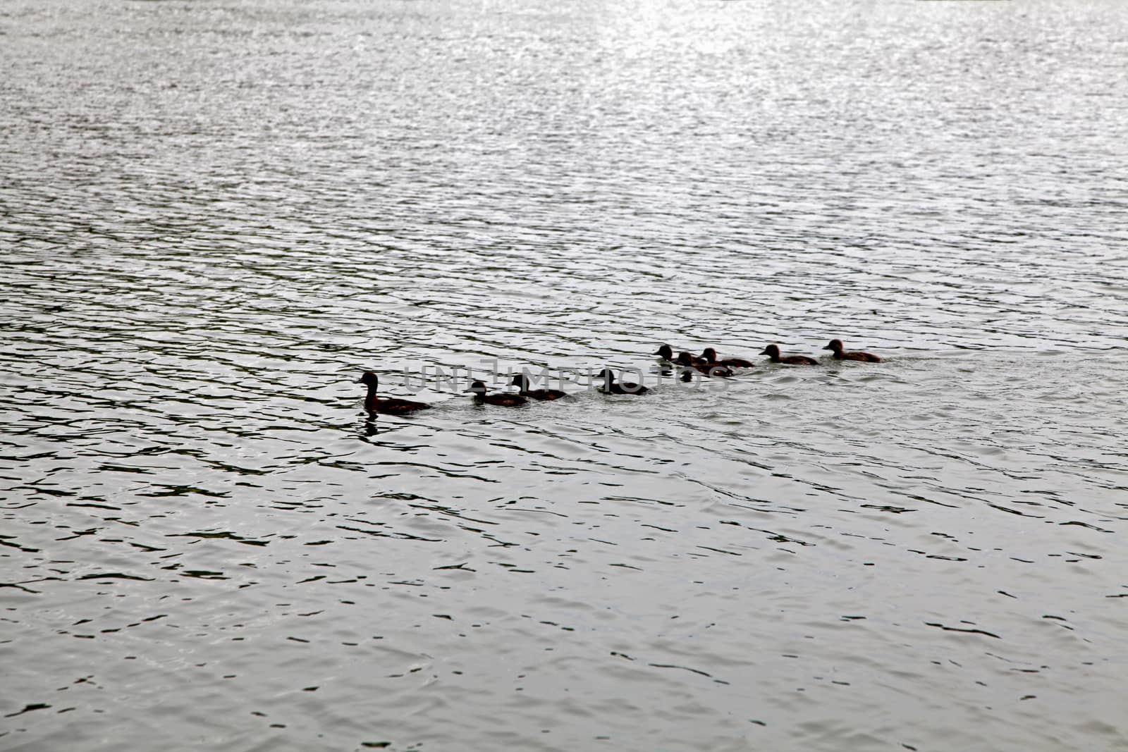 A group of ducks swimming through the water