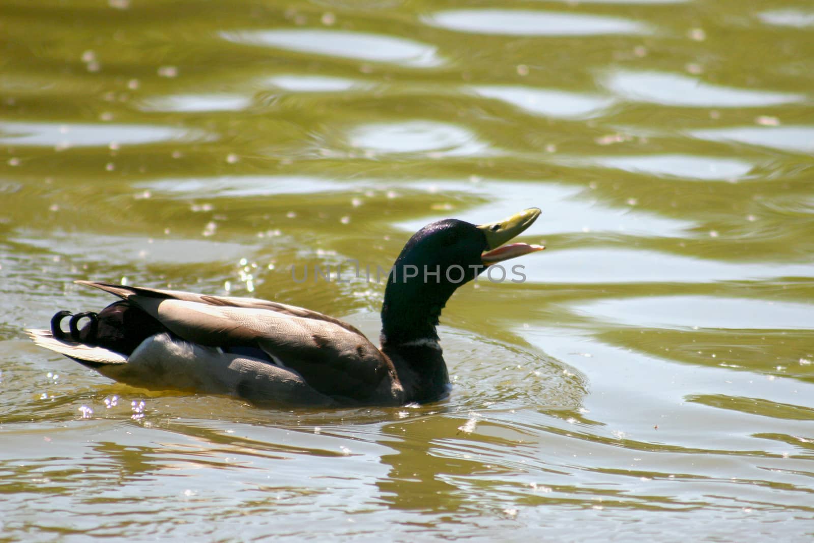 A duck is swimming in the water