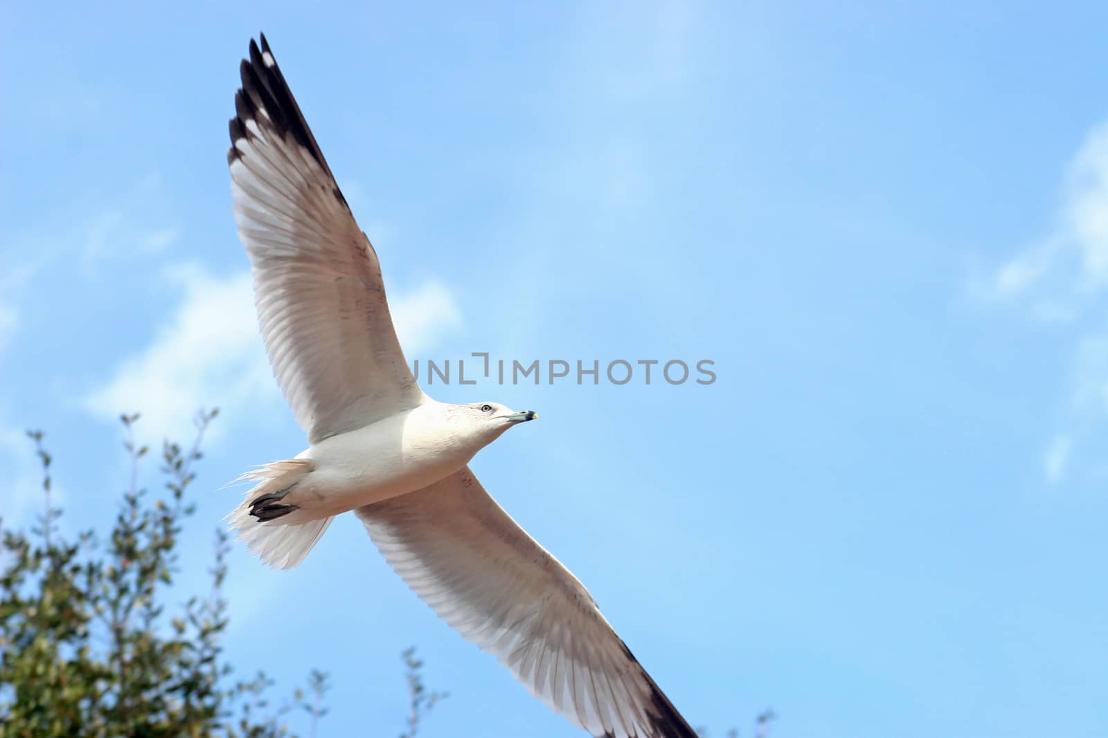 Seagull by quackersnaps