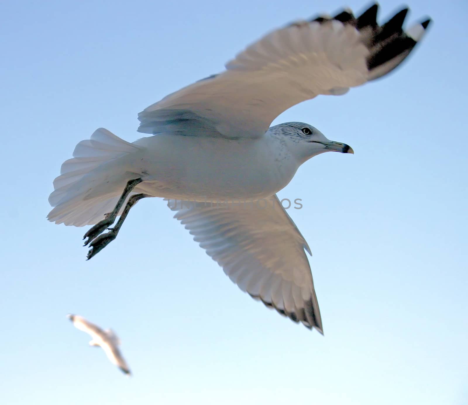 Two seagulls are flying in the sky