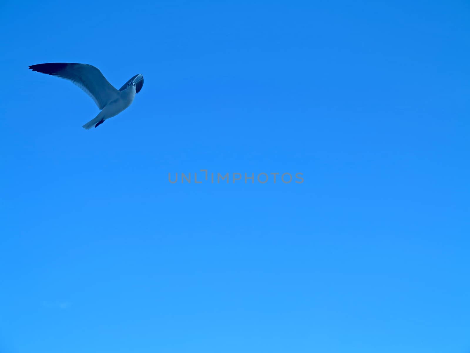 A seagull is flying through the sky