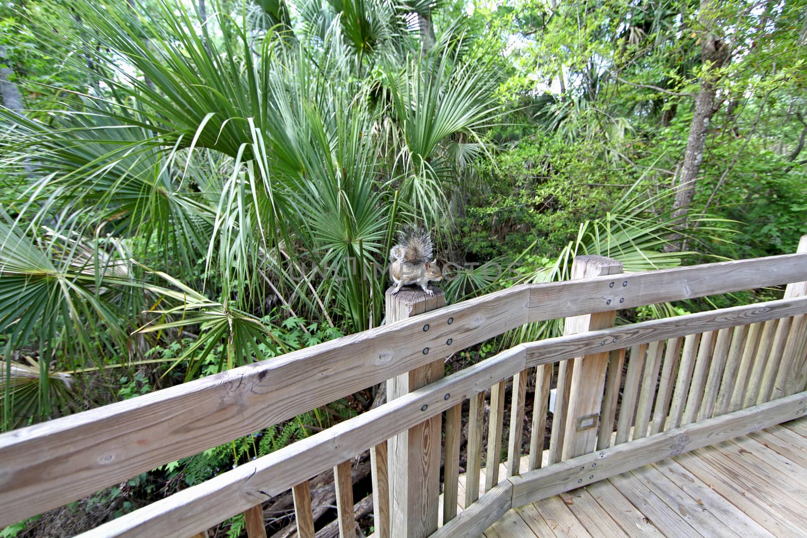 A squirrel sitting on a post of a boardwalk