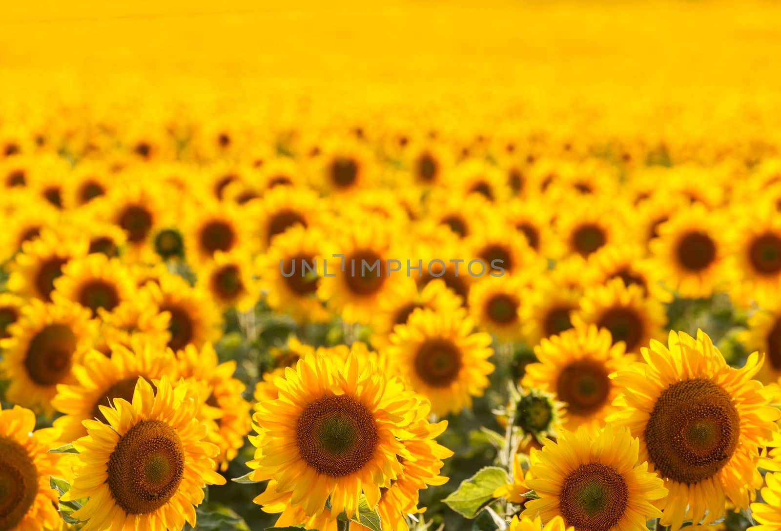 Field of sunflowers backlit. Focus in the foreground