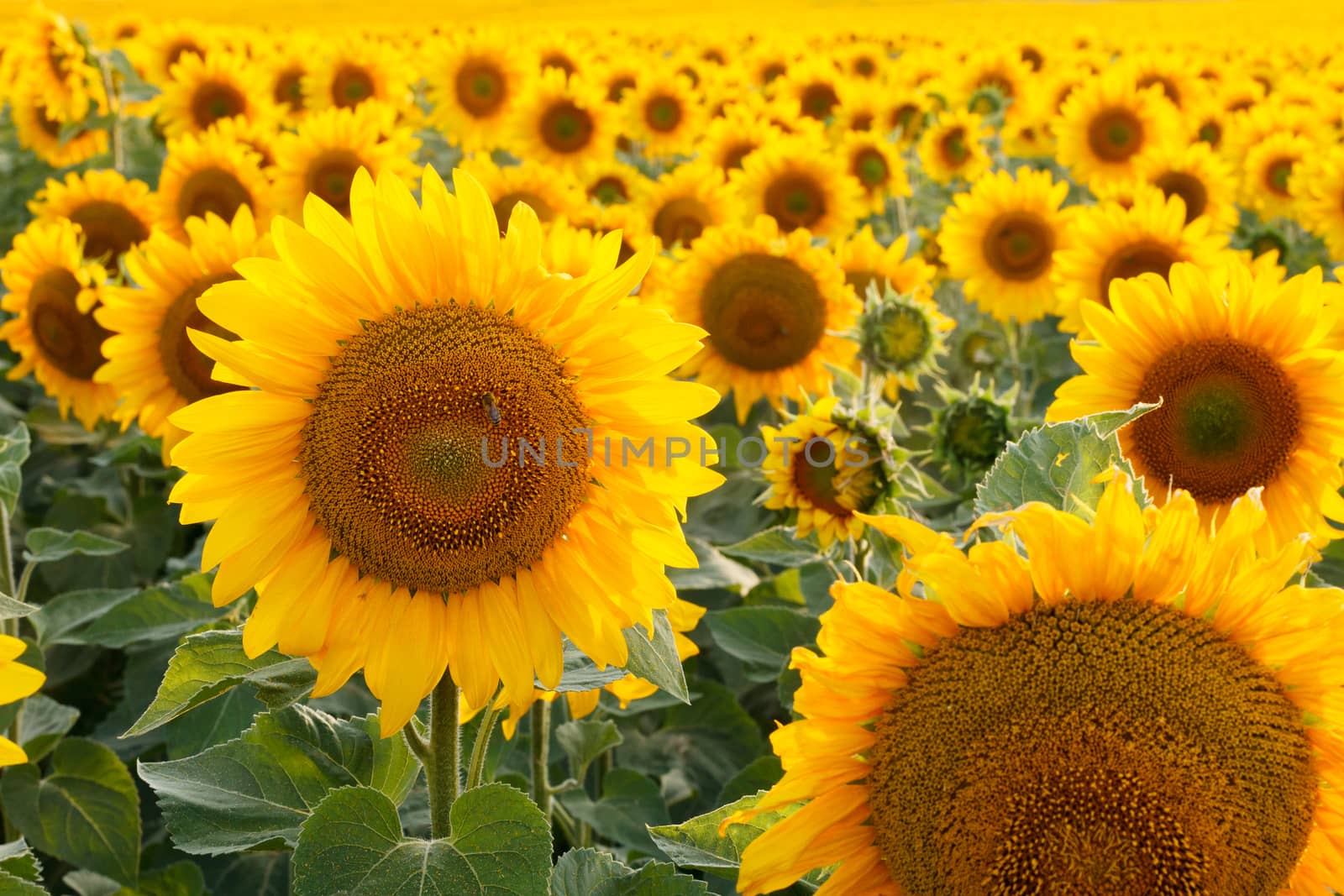 Field of sunflowers backlit. Focus in the foreground