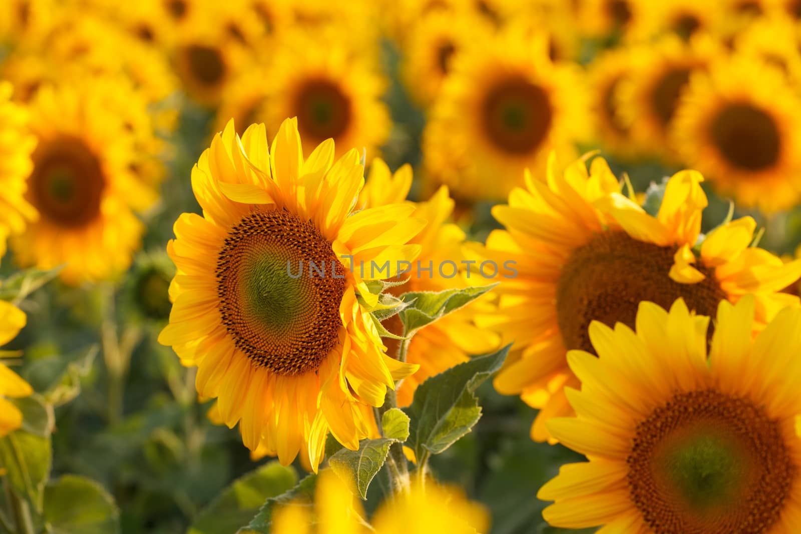 Field of sunflowers backlit. Focus in the foreground