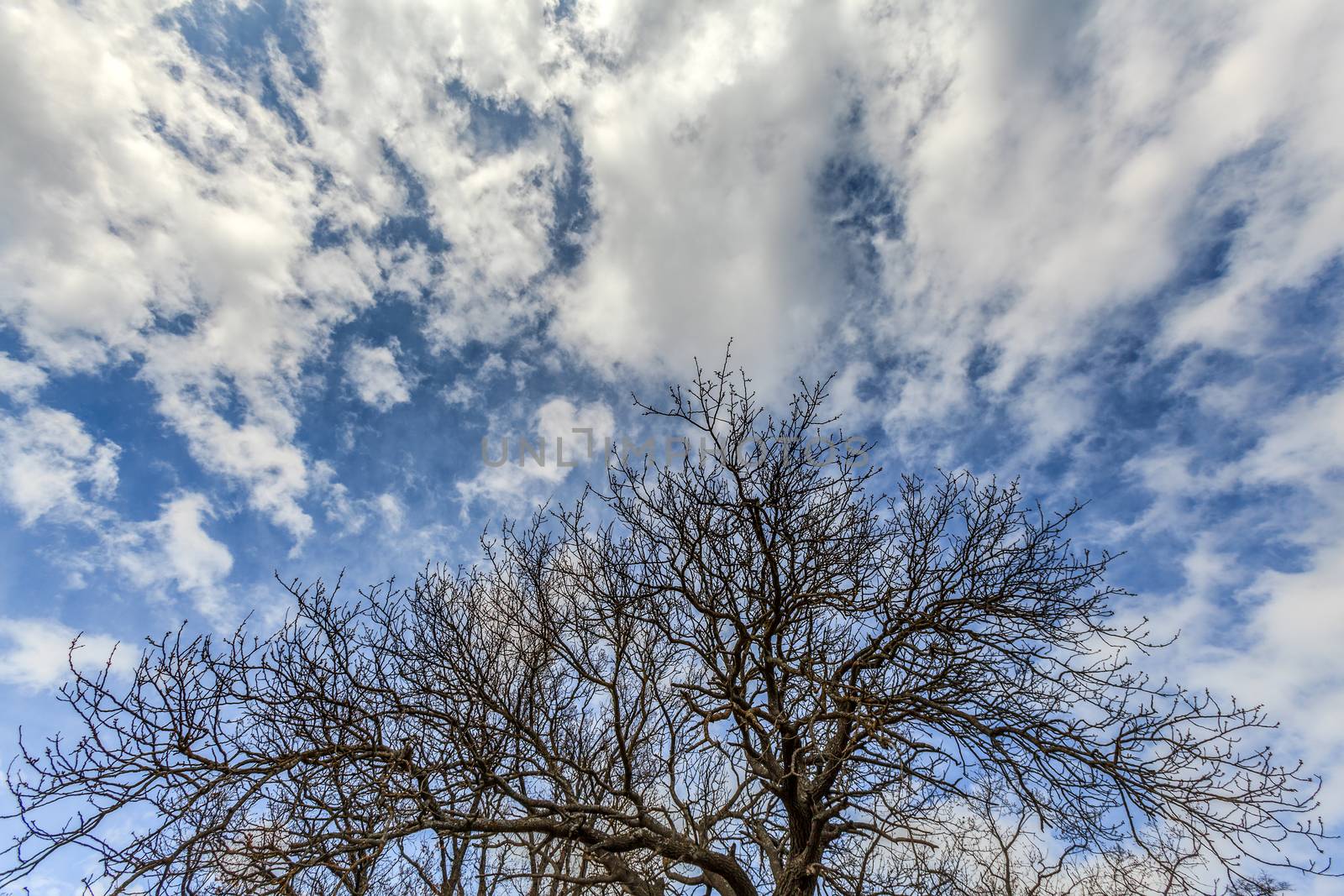 spreading tree against a blue sky with clouds
