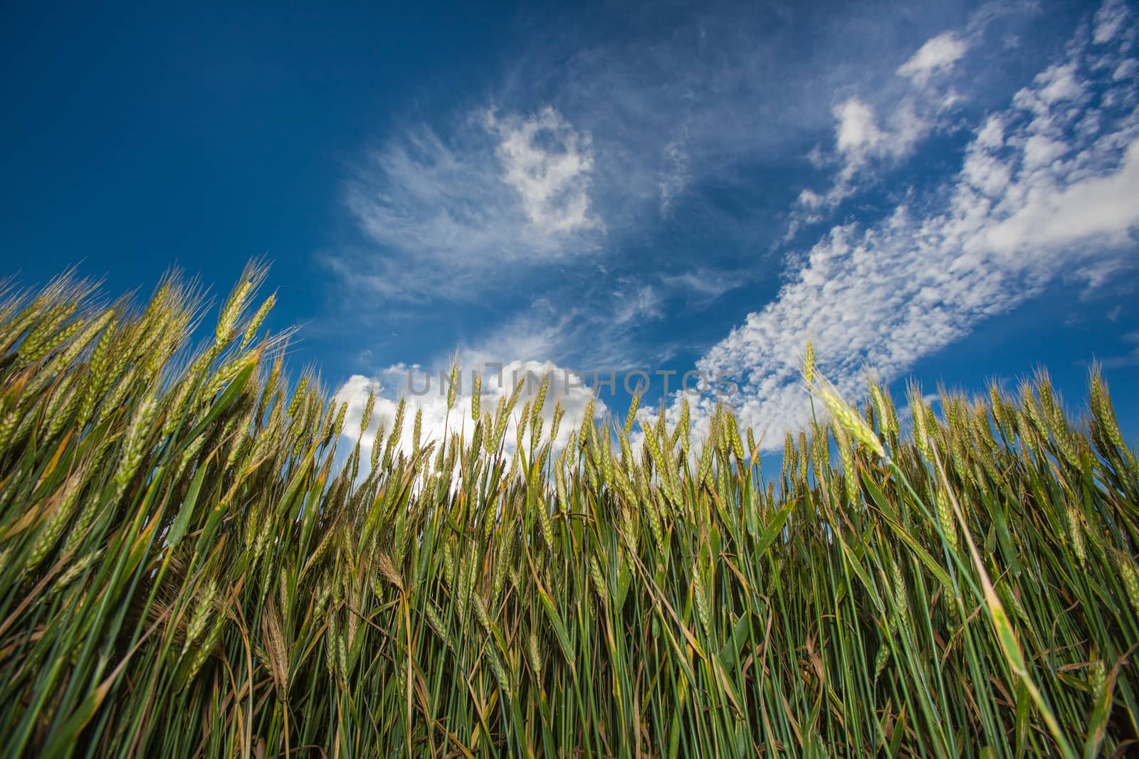 closeup ears of wheat against the sky