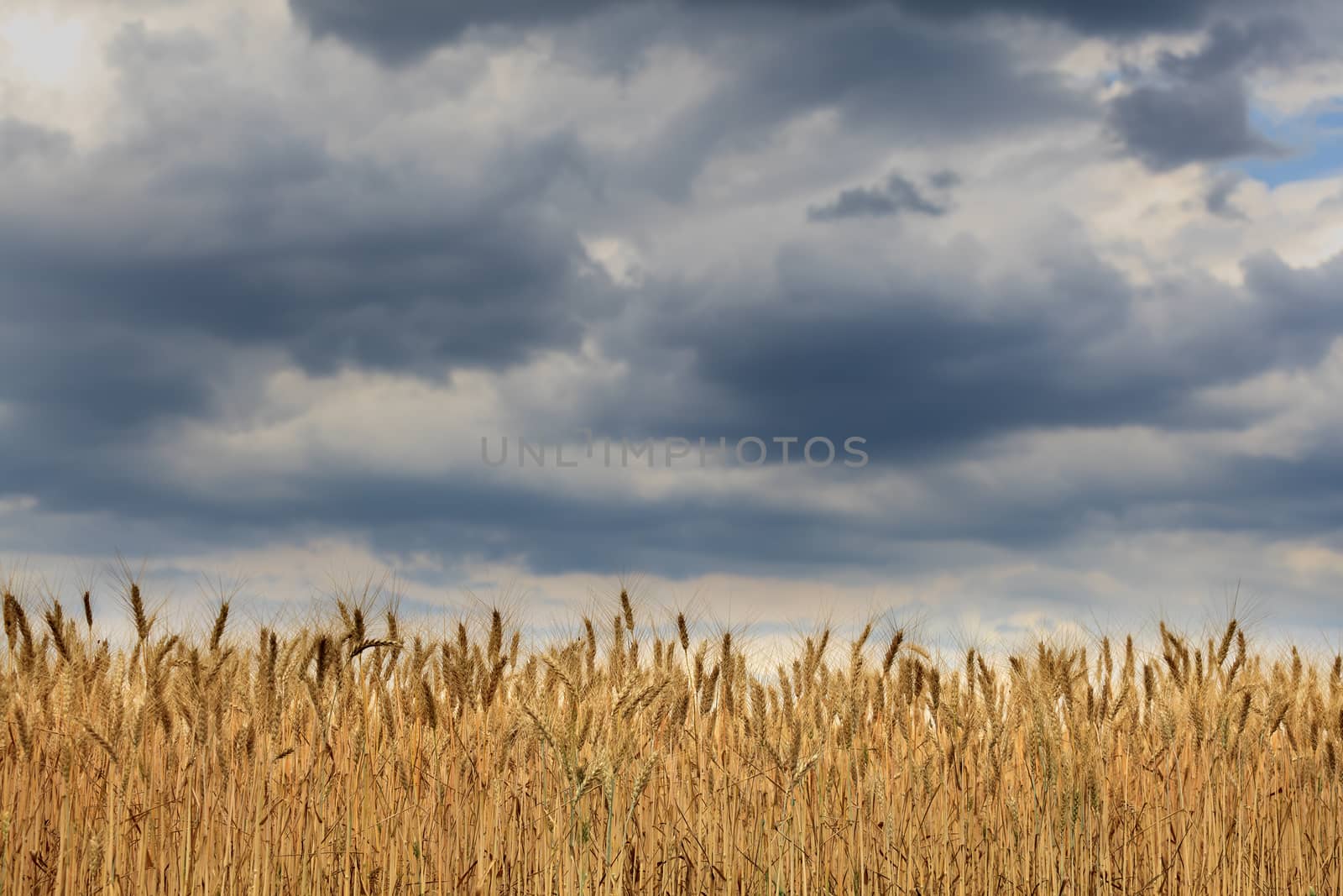 closeup ears of wheat against the sky