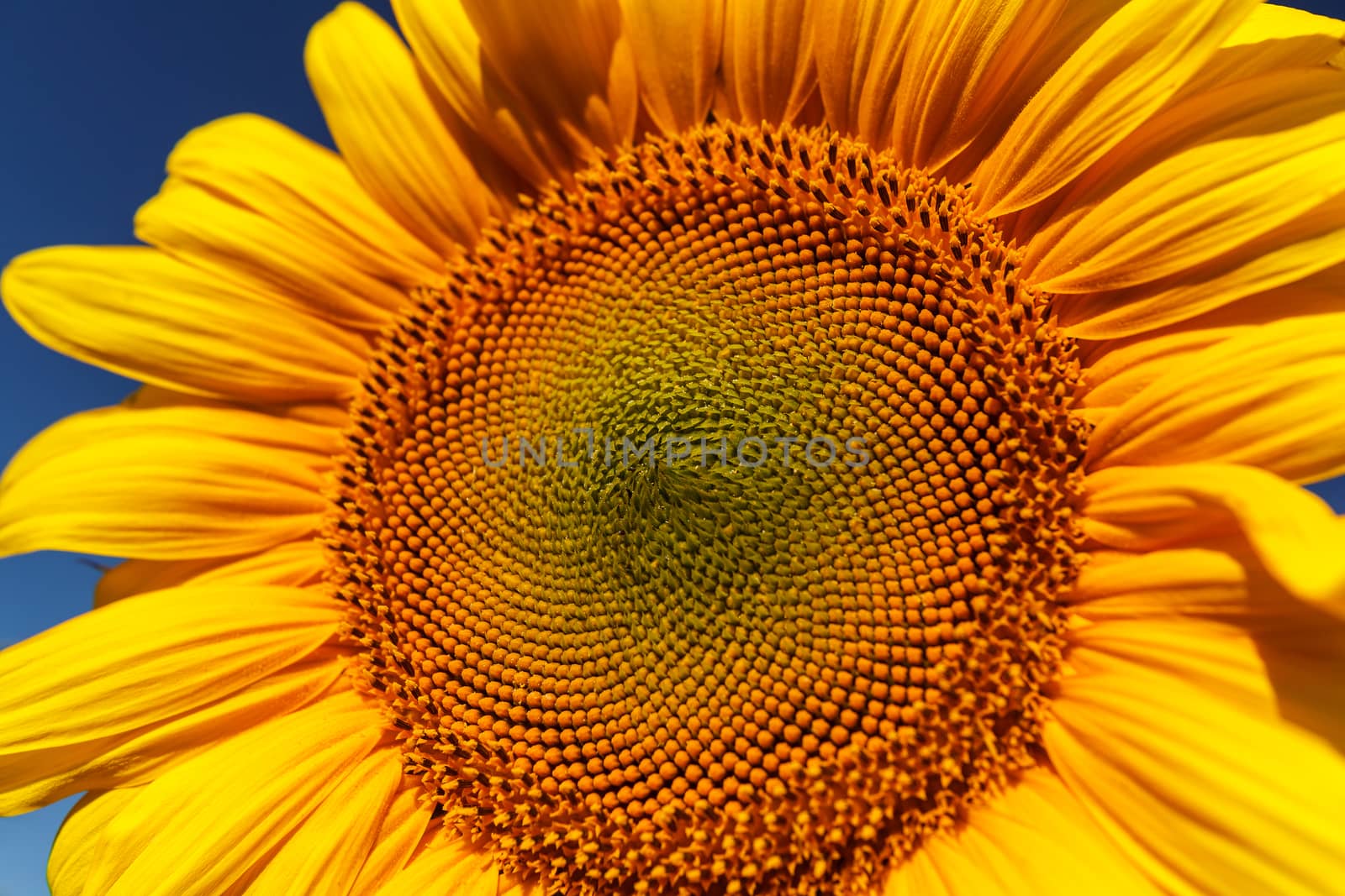 Flower of sunflower closeup on a background of blue sky