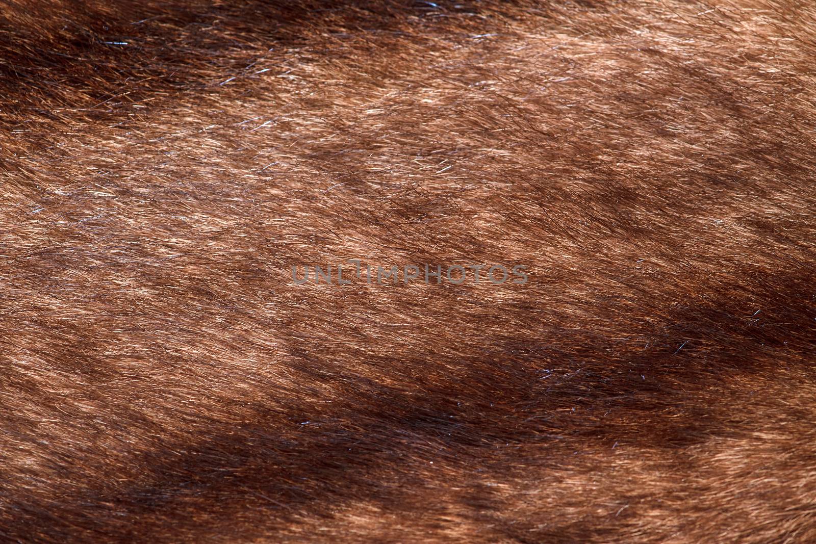 natural fur closeup by fogen