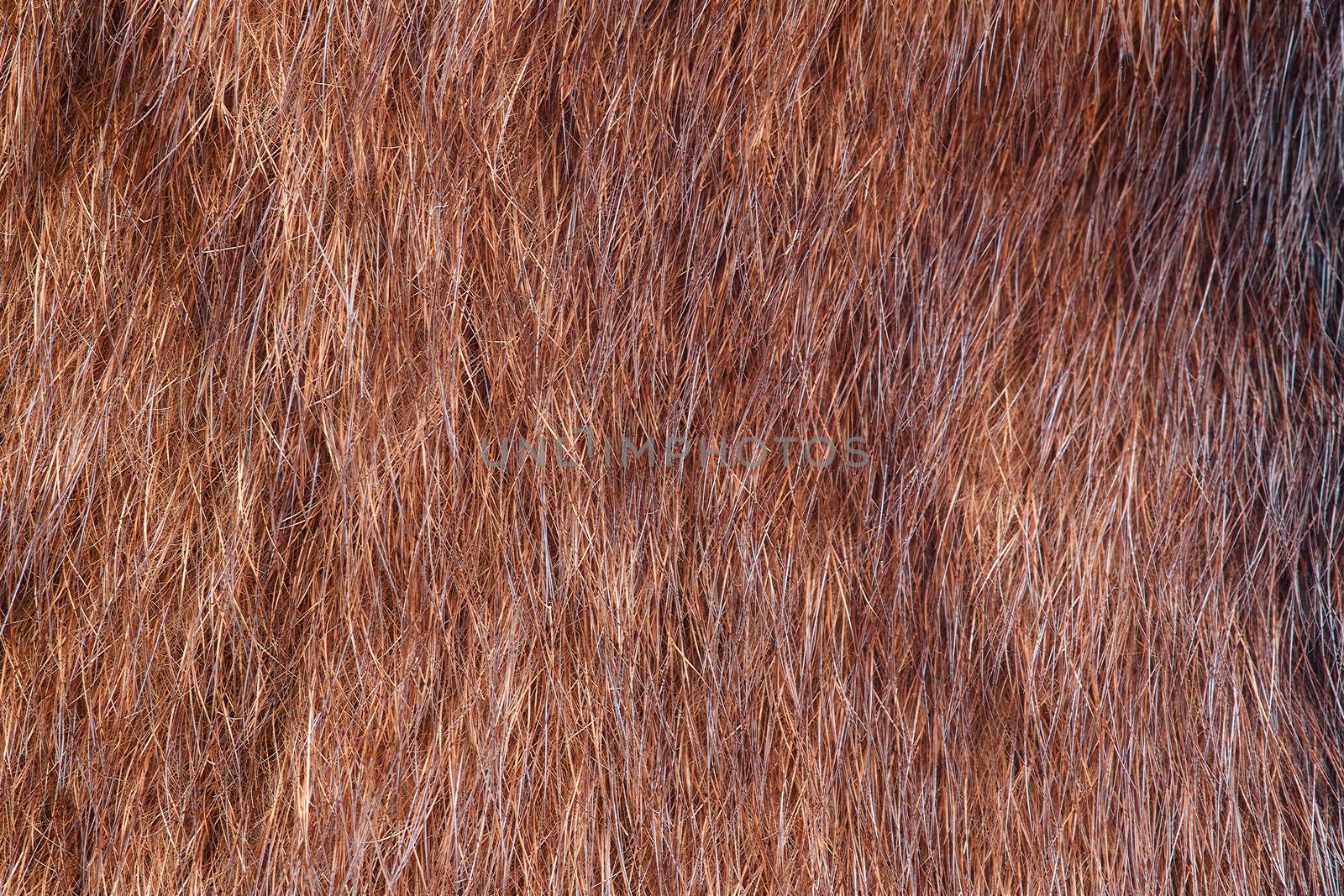 natural fur closeup by fogen