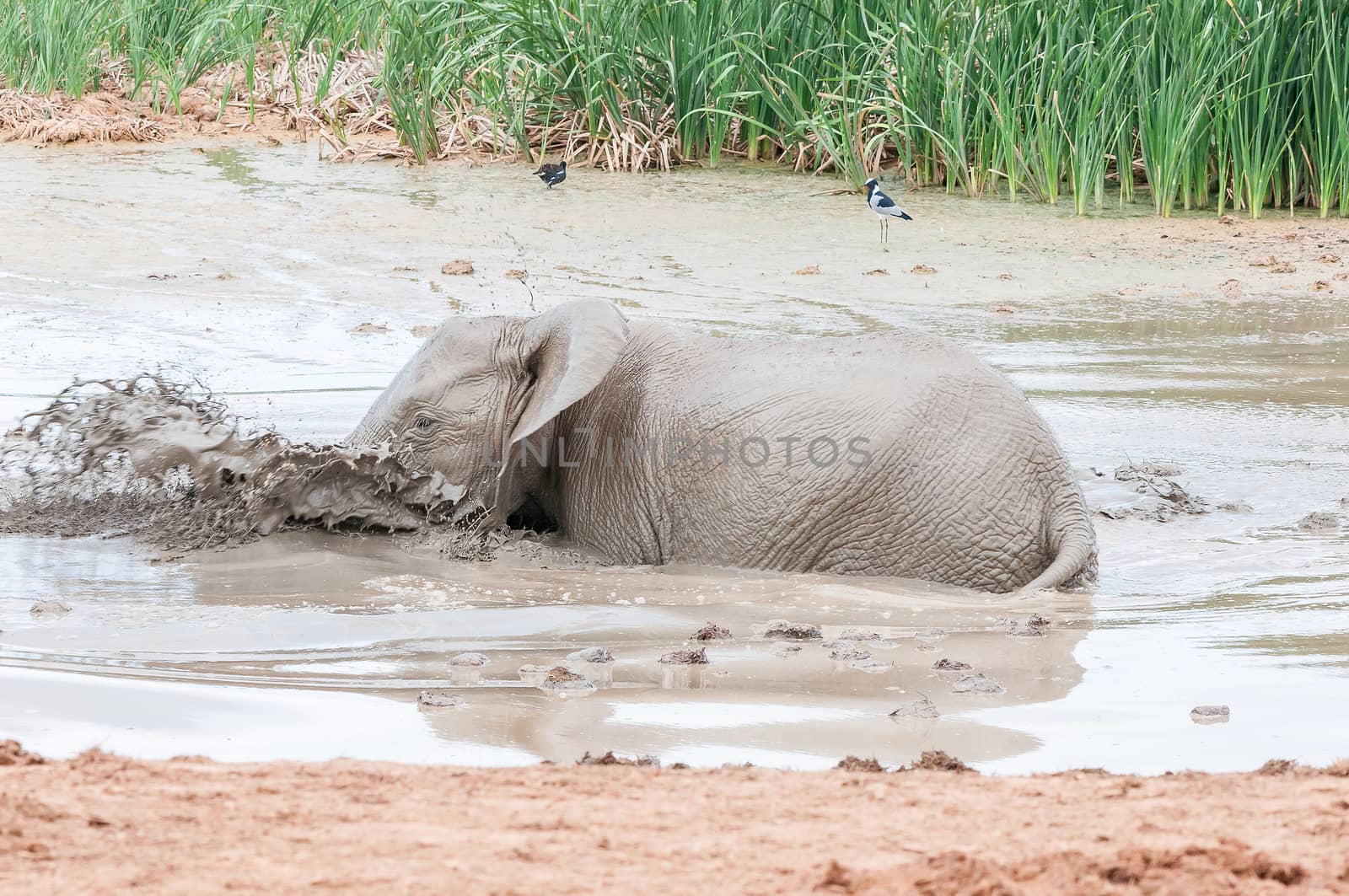 Elephant calf playing in a muddy waterhole by dpreezg