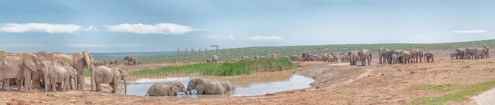 A large group of elephants at a muddy waterhole