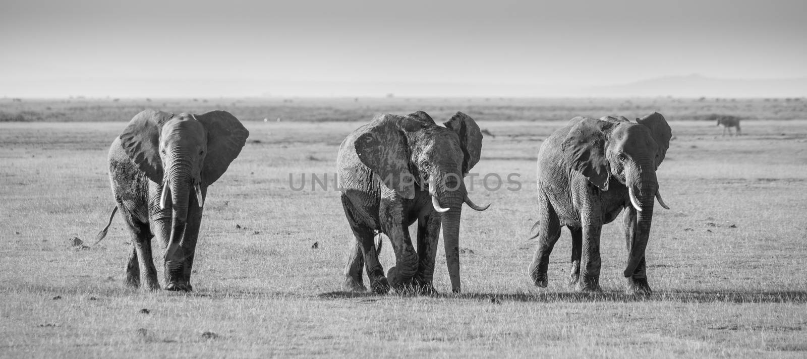 Herd of elephants in Amboseli National park Kenya by kasto