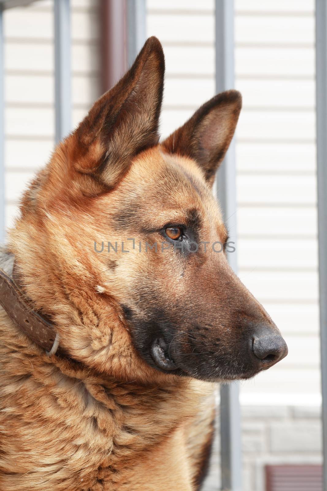 Closeup portrait of nice domestic shepherd in collar