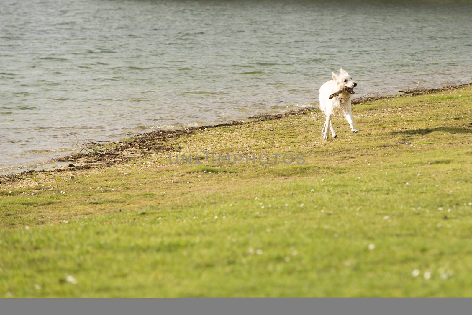 White big dog playing in water and running on grass