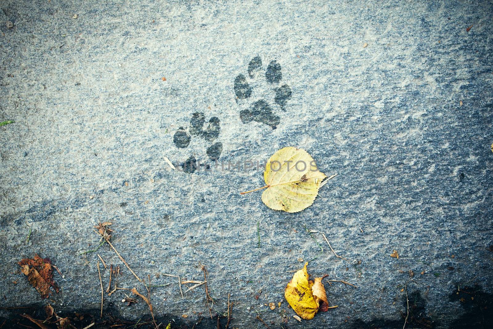 The dog 's footprints and  leaves on the floor, autumn time