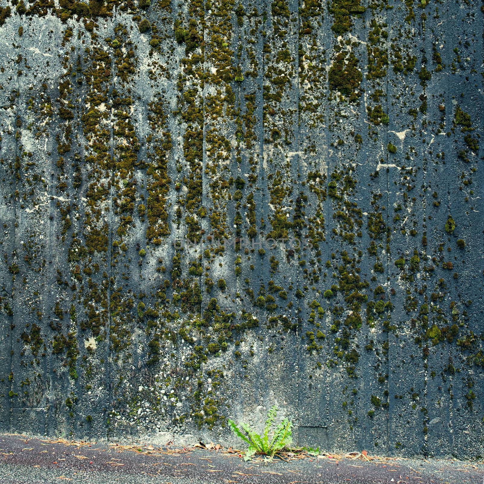 Green moss on old wall by nejuras