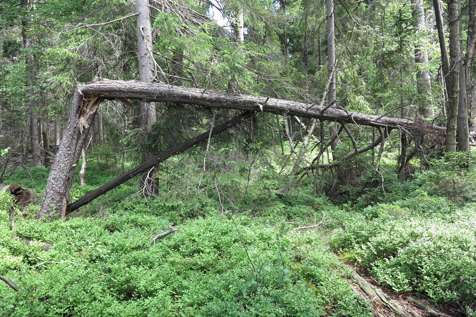 Woods in the Natural Preserve Kladska peats by Mibuch