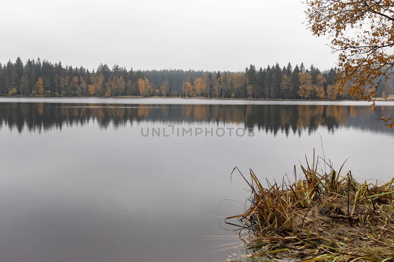 Kladska peats -Glatzener Moor -  is a national nature reserve in Slavkov Woods - protected landscape area. Slavkov Forest - Kaiserwald  is geomorphological unit in the northern part of the Carlsbad Highlands. Kladska, Czech republic.