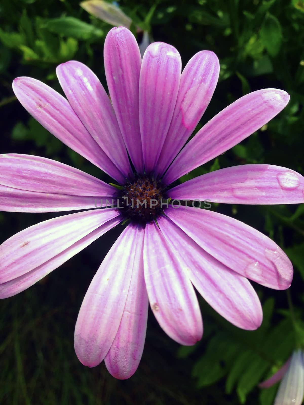 Light Purple Daisy by Scober