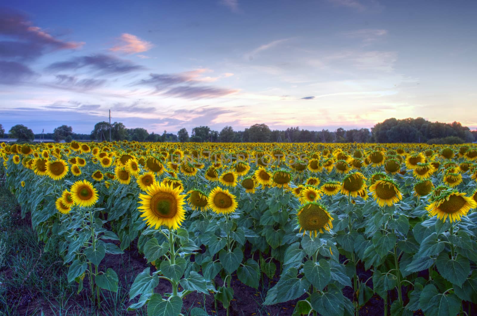 field of blooming sunflowers on a background sunset by dolnikow