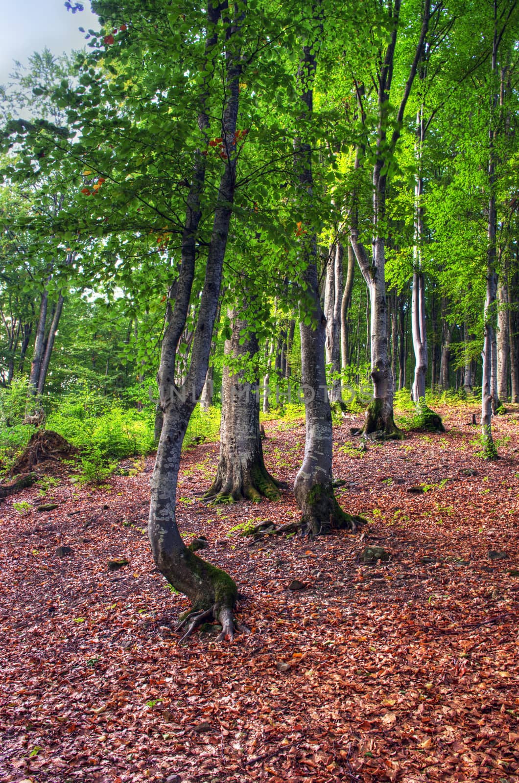  Carpathian autumn forest.