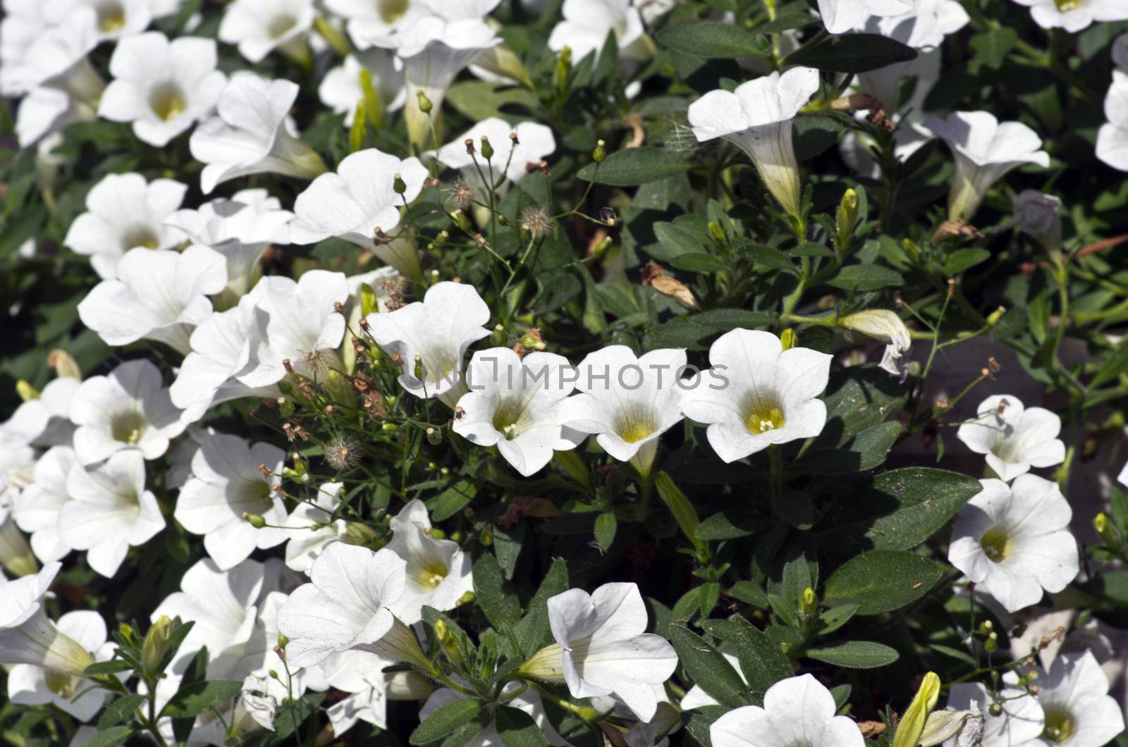 Close-up flowers of white petunias