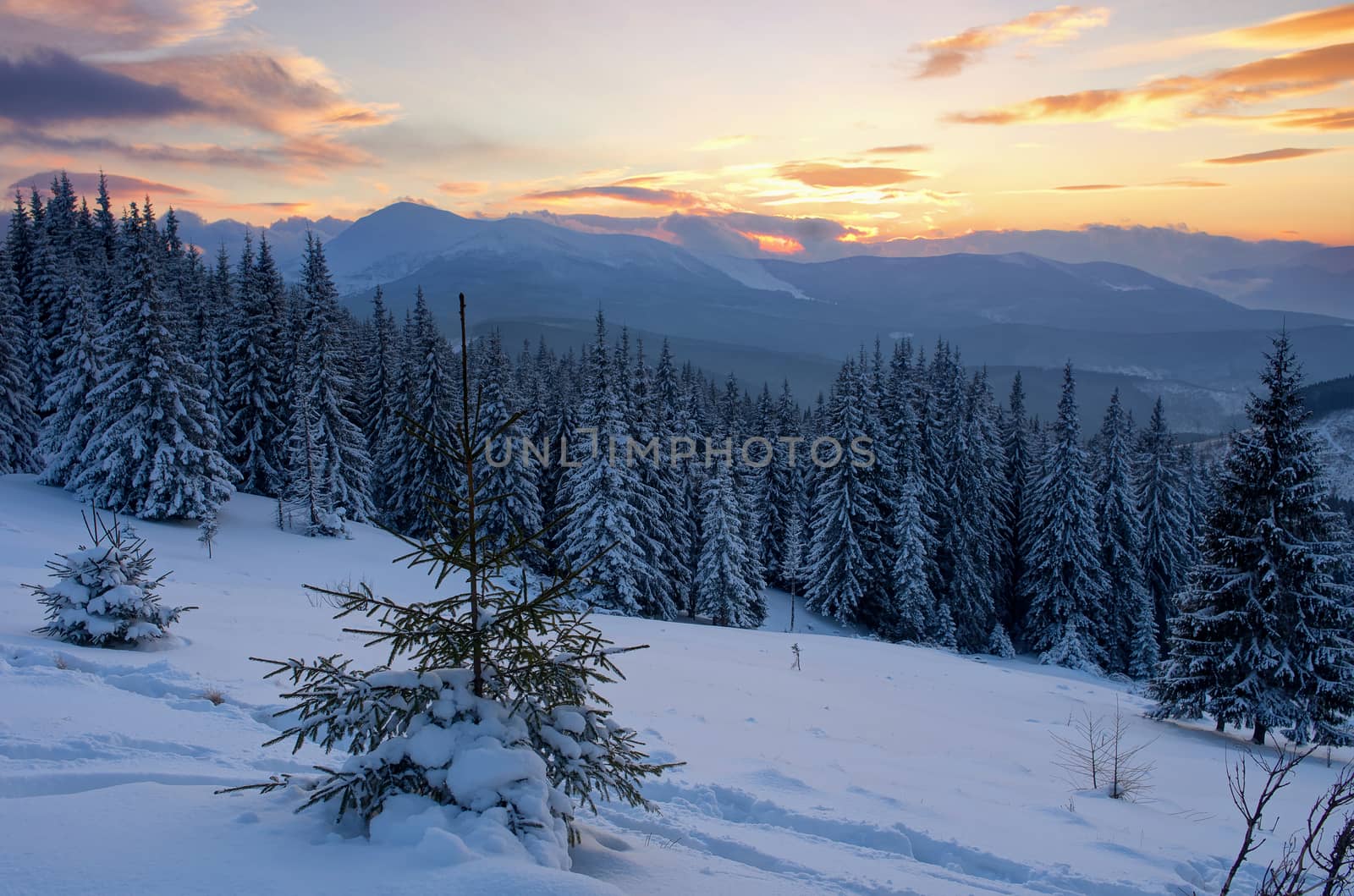 Sunrise in winter mountains . Sunrise in Carpathian Mountains, U by dolnikow