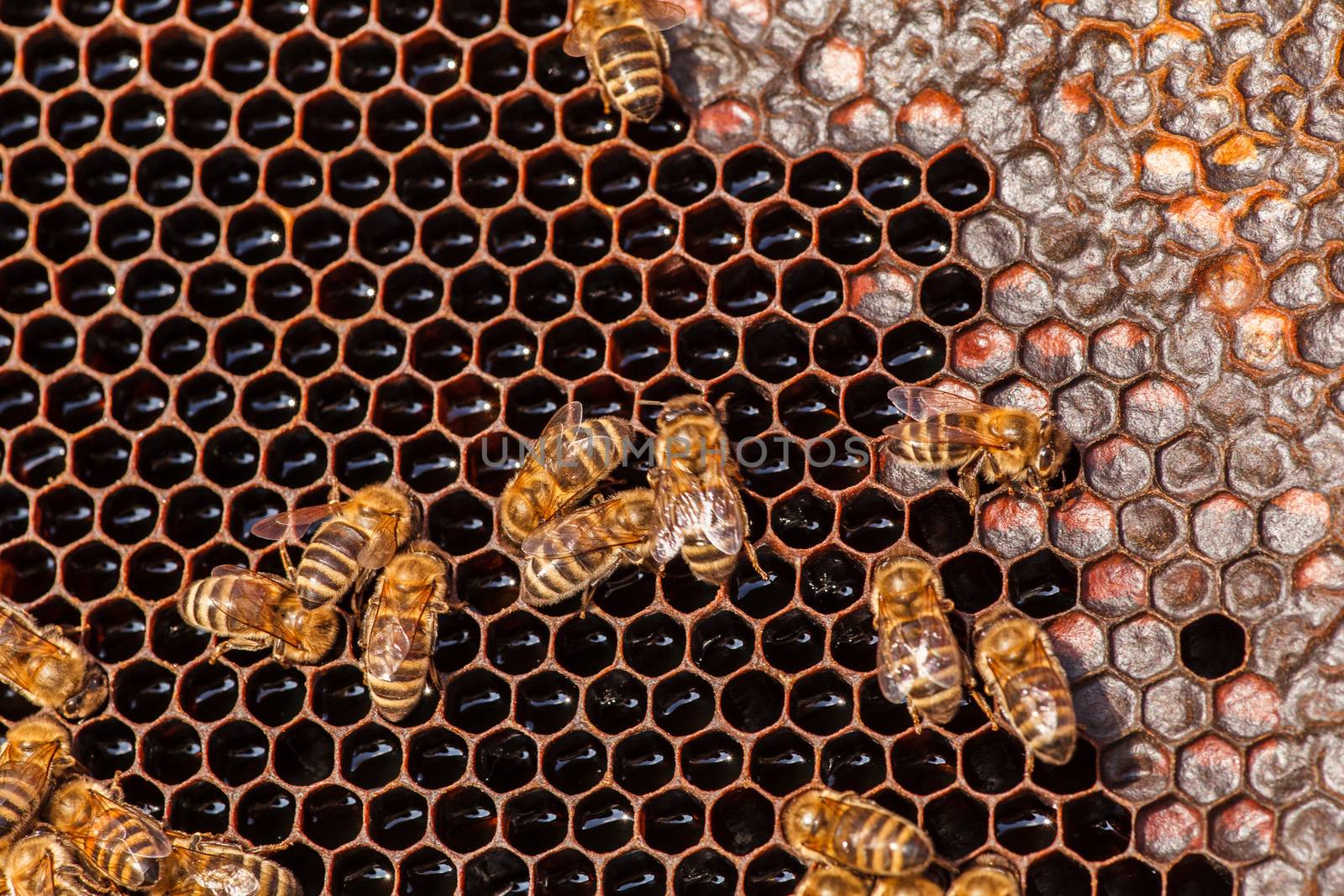 family of bees on honeycombs by fogen