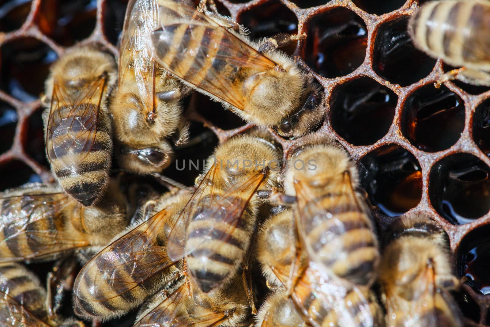 family of bees on honeycombs by fogen