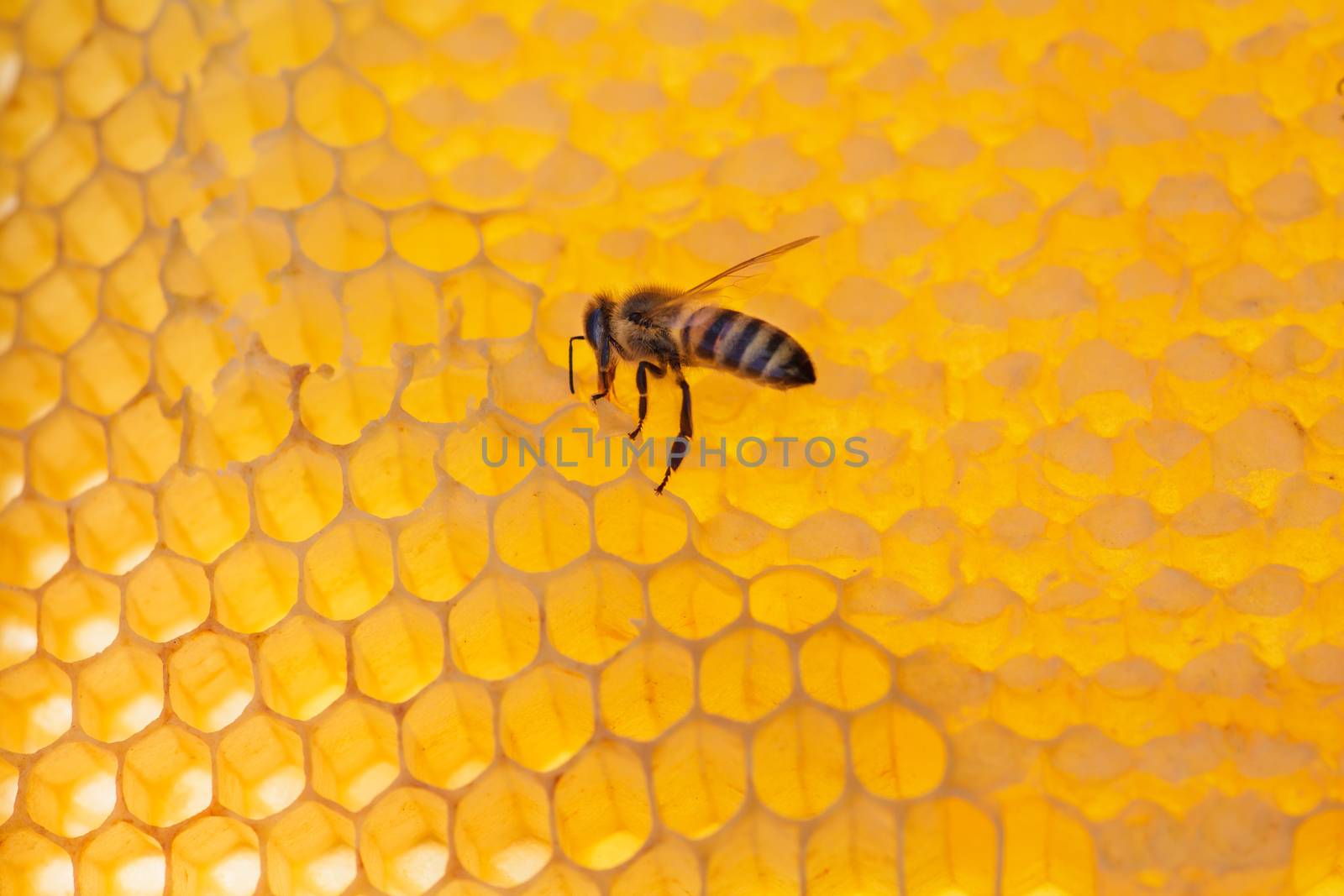 working bee on honeycomb with honey, on a sunny day