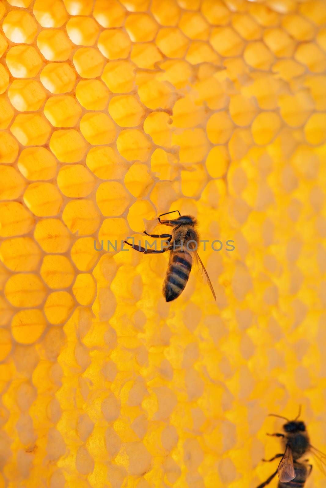 working bees on honeycomb with honey, on a sunny day