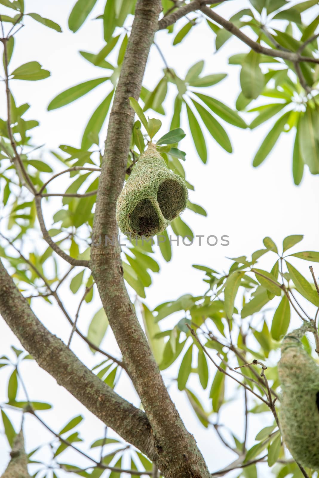 weaver nest on tree