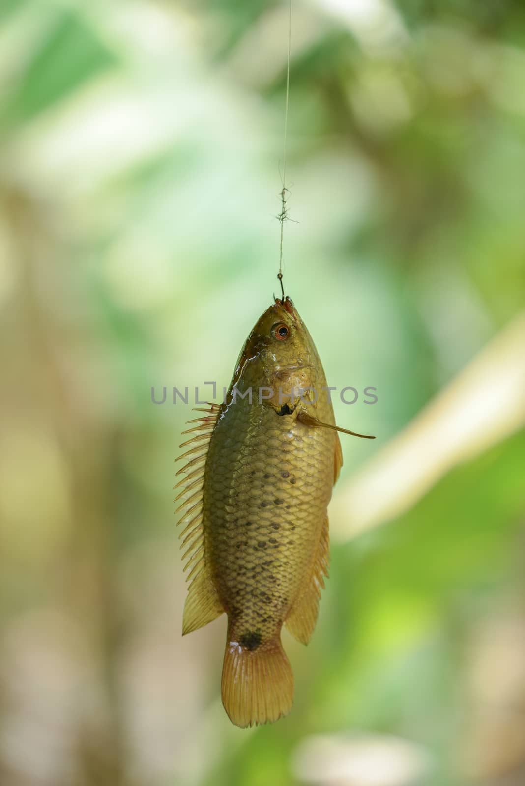 climbing perch fish hanging on the hook