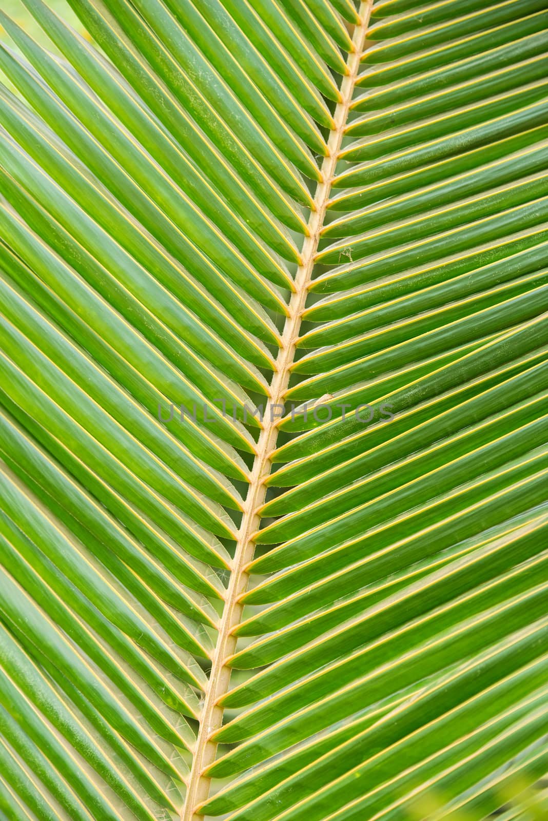 palm leaf by antpkr