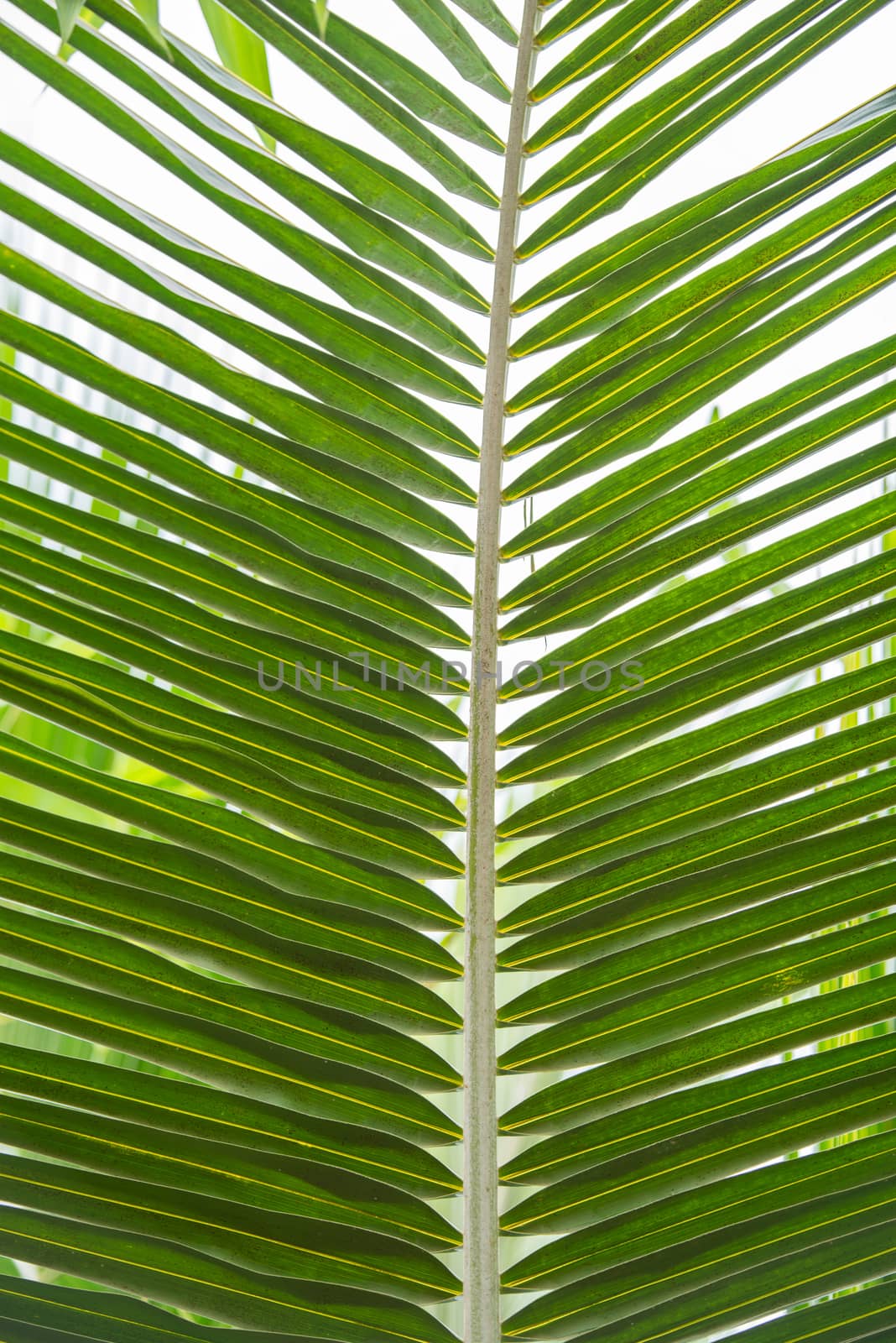 palm leaf