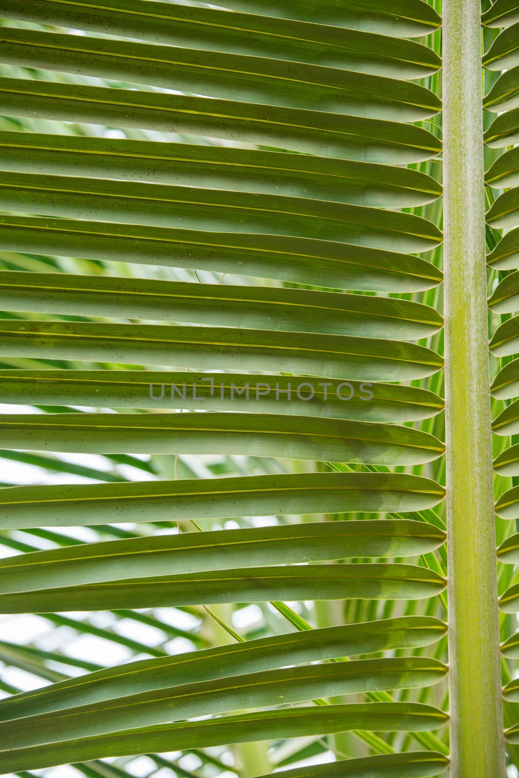 palm leaf by antpkr