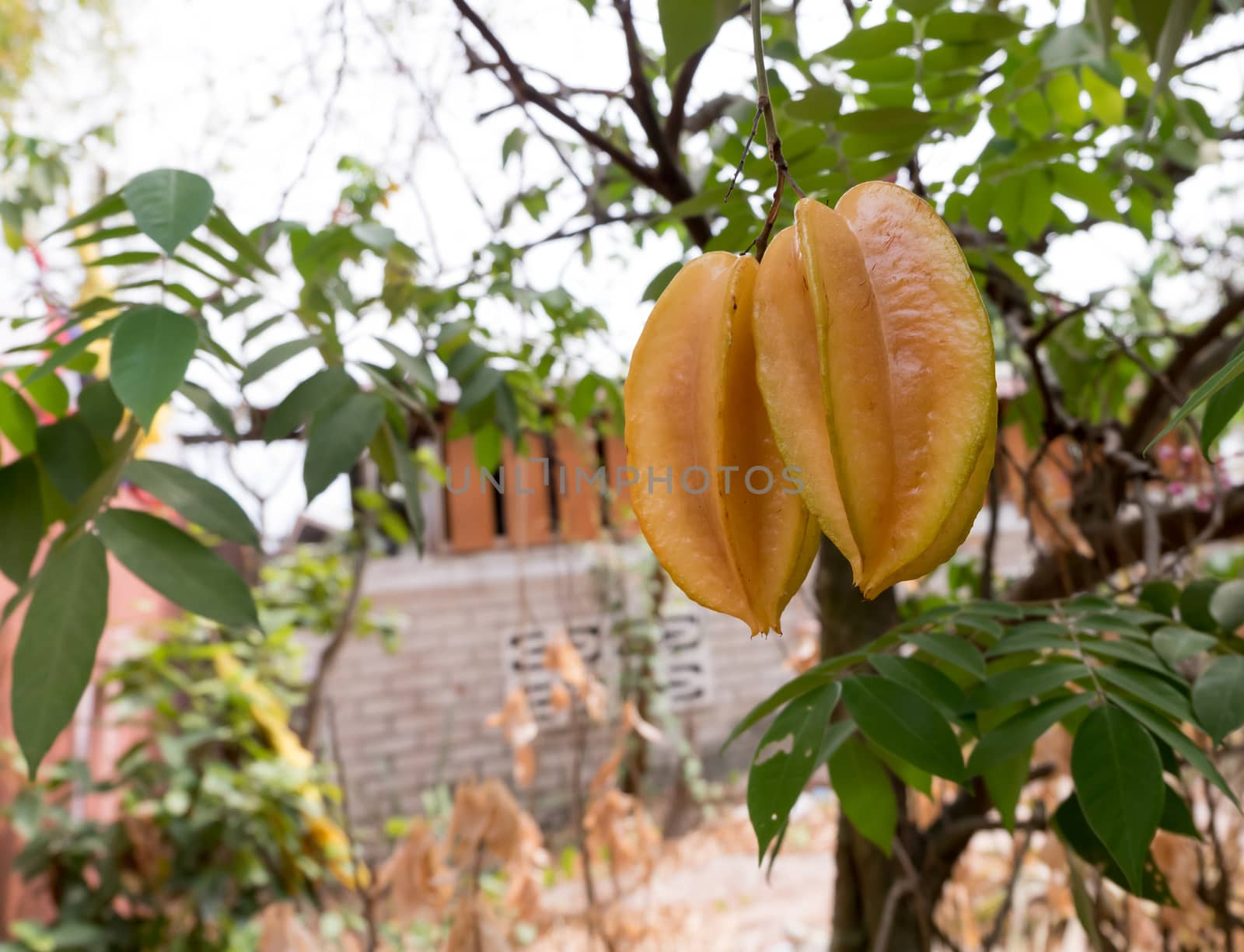 Yellow star apple fruit on the tree by suthee