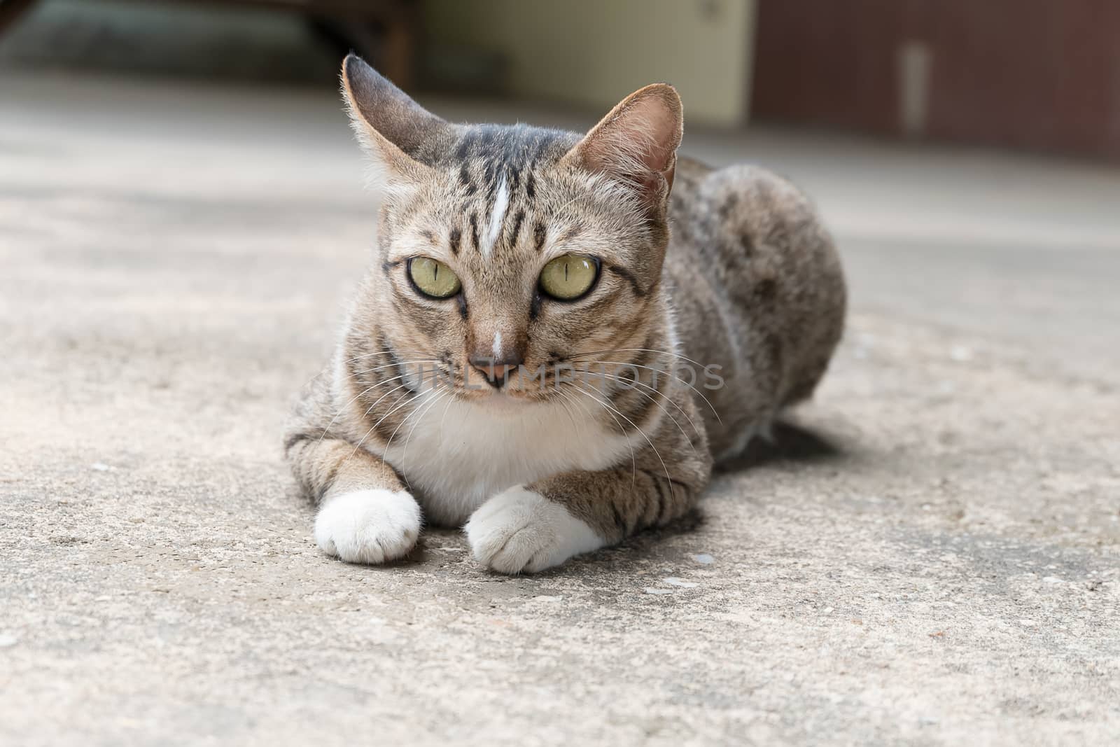 The cat was lying in front of home