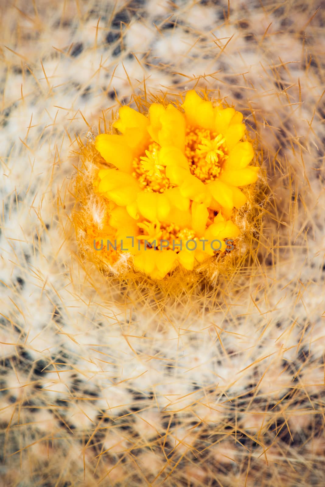  group of blossom cactus in garden. Top view