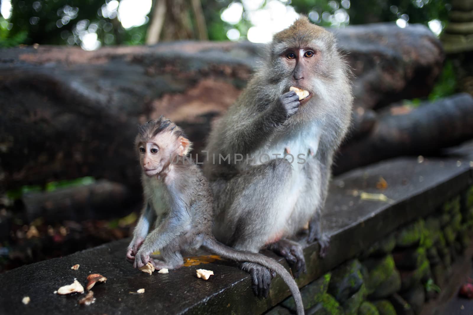 monkey in the jungle by fotoru