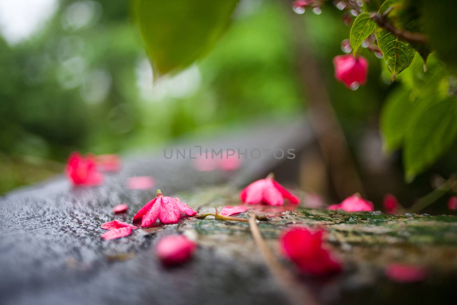 colored leaves and red flowers with drops of dew in the water