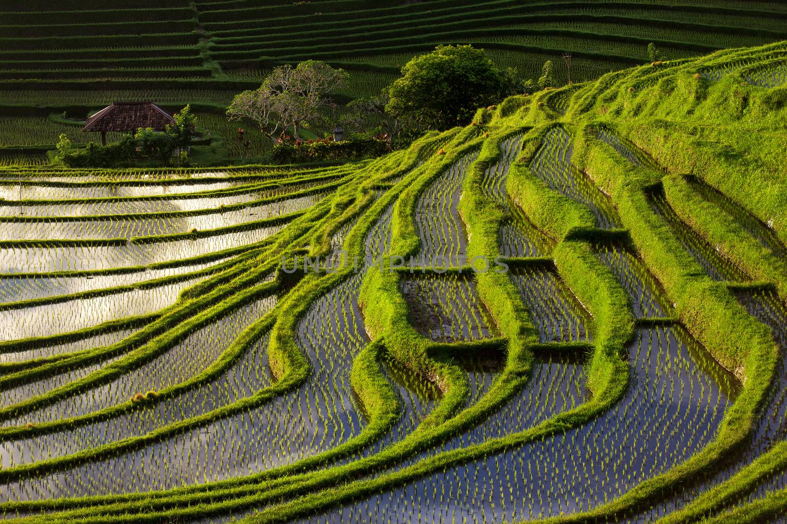 Green Terraced Rice Field in Bali, Indonesia at sunset